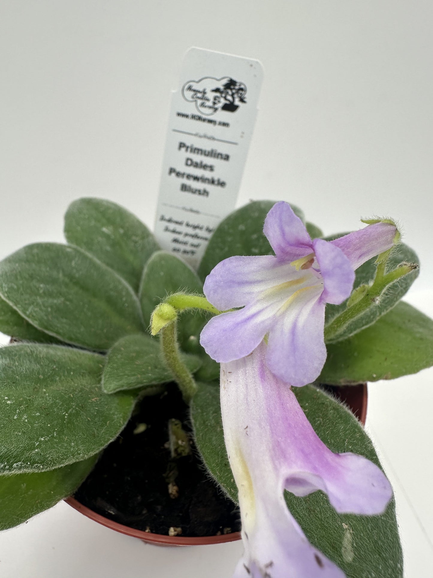 Dale's Periwinkle Blush Primulina (Asian Violet) - Live Plant 4"