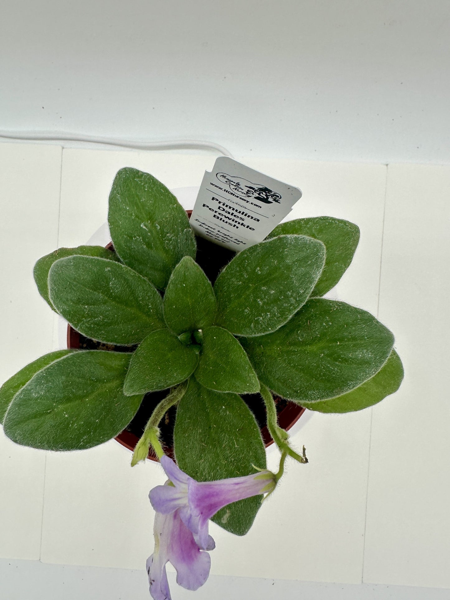 Dale's Periwinkle Blush Primulina (Asian Violet) - Live Plant 4"