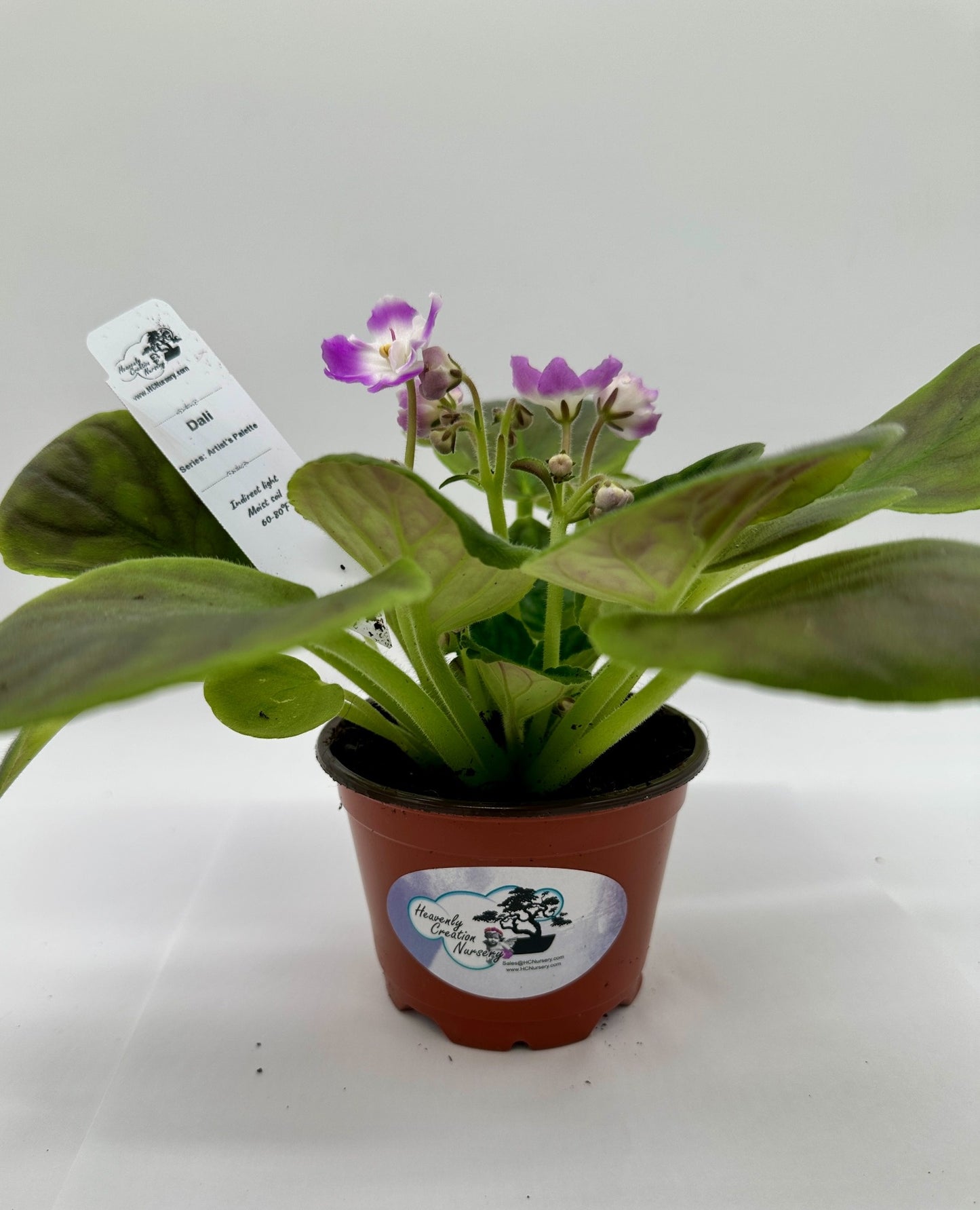 Dali - Live African Violet 4" - Series: Artist's Palette