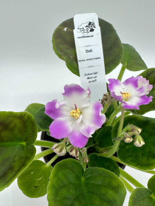 Dali - Live African Violet 4" - Series: Artist's Palette