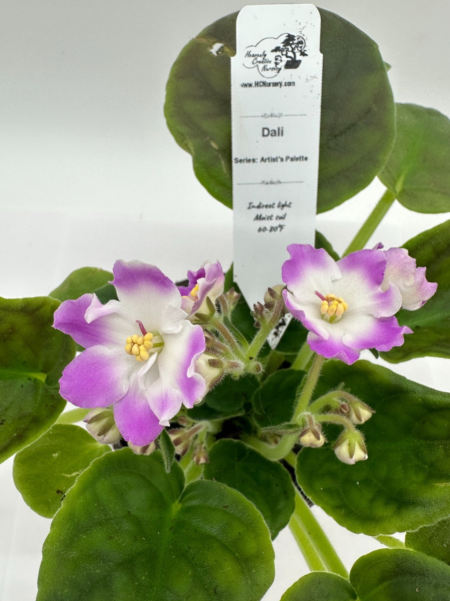 Dali - Live African Violet 4" - Series: Artist's Palette