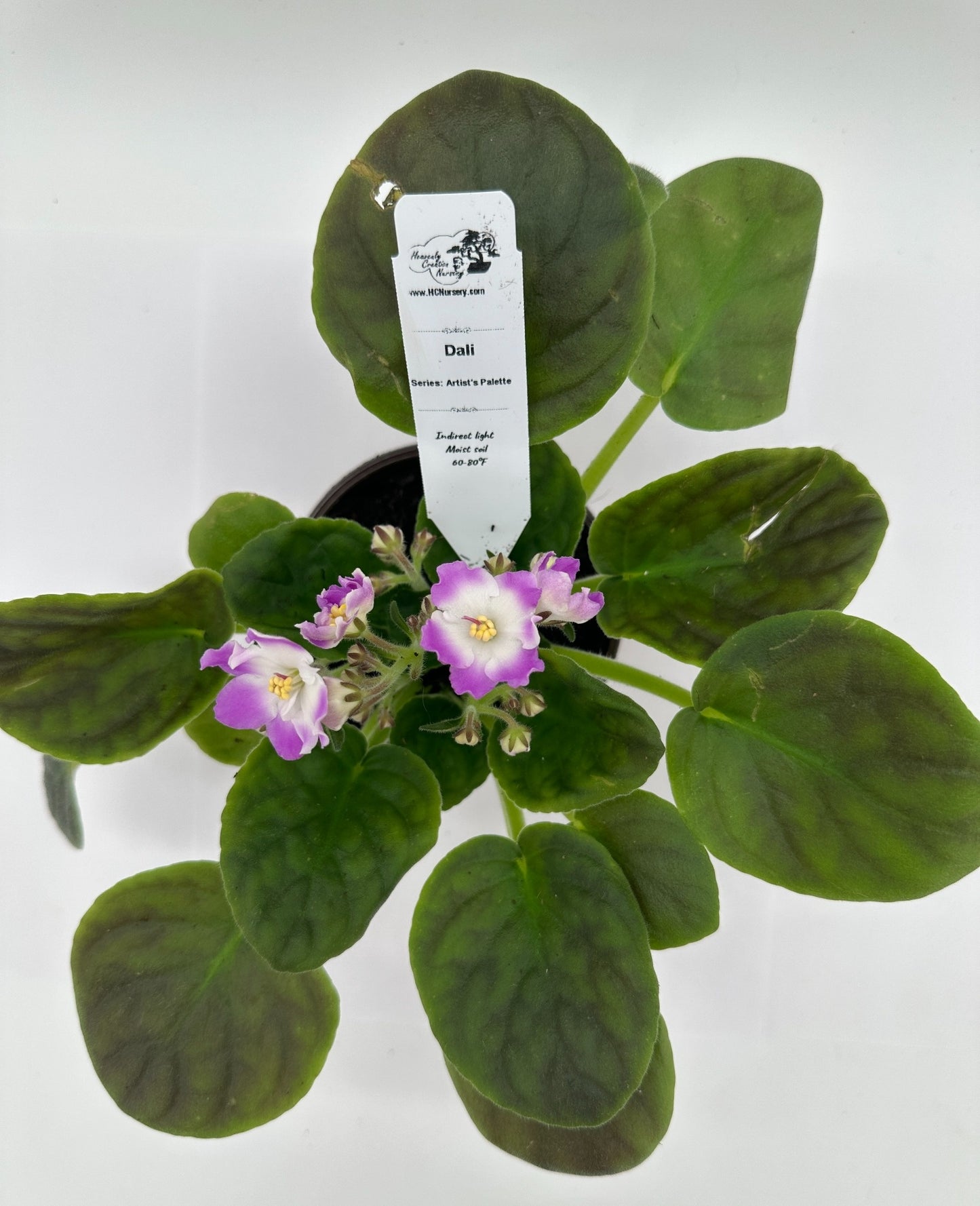 Dali - Live African Violet 4" - Series: Artist's Palette