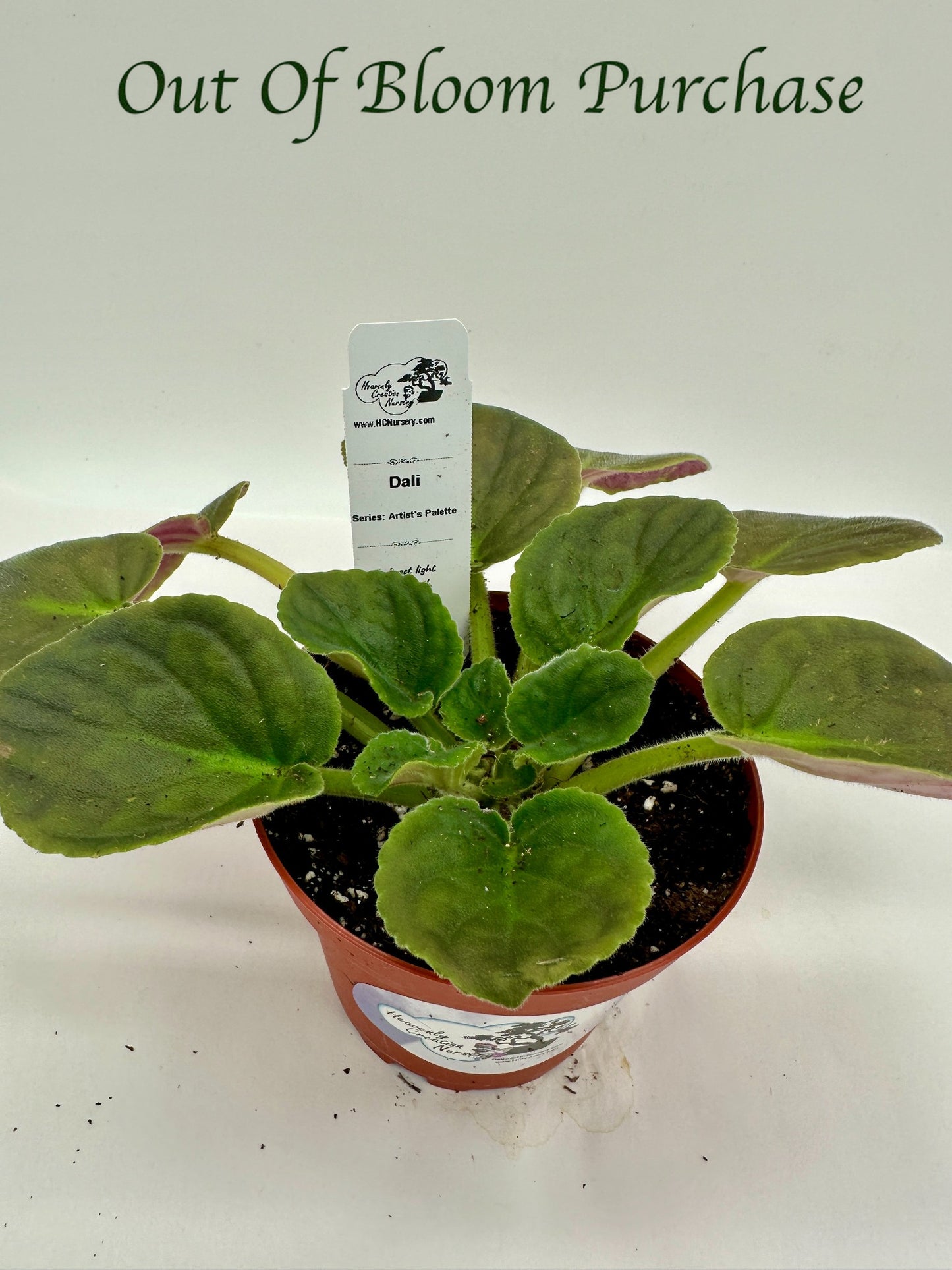 Dali - Live African Violet 4" - Series: Artist's Palette