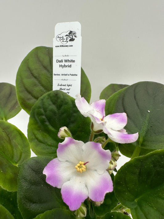 Dali - White Hybrid - Live African Violet 4" - Series: Artist's Palette