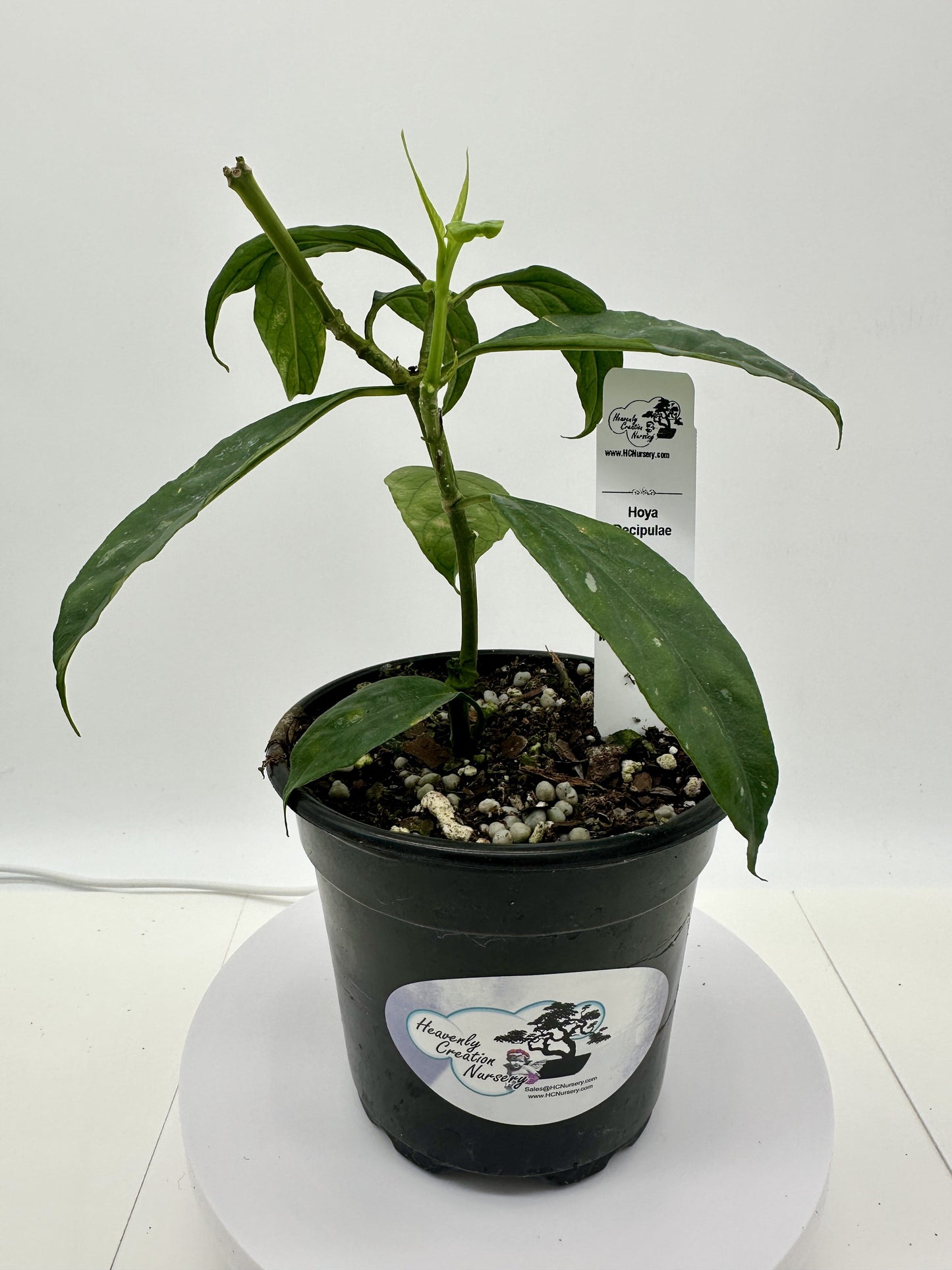 Decipulae - Live Hoya 4" Very Rare