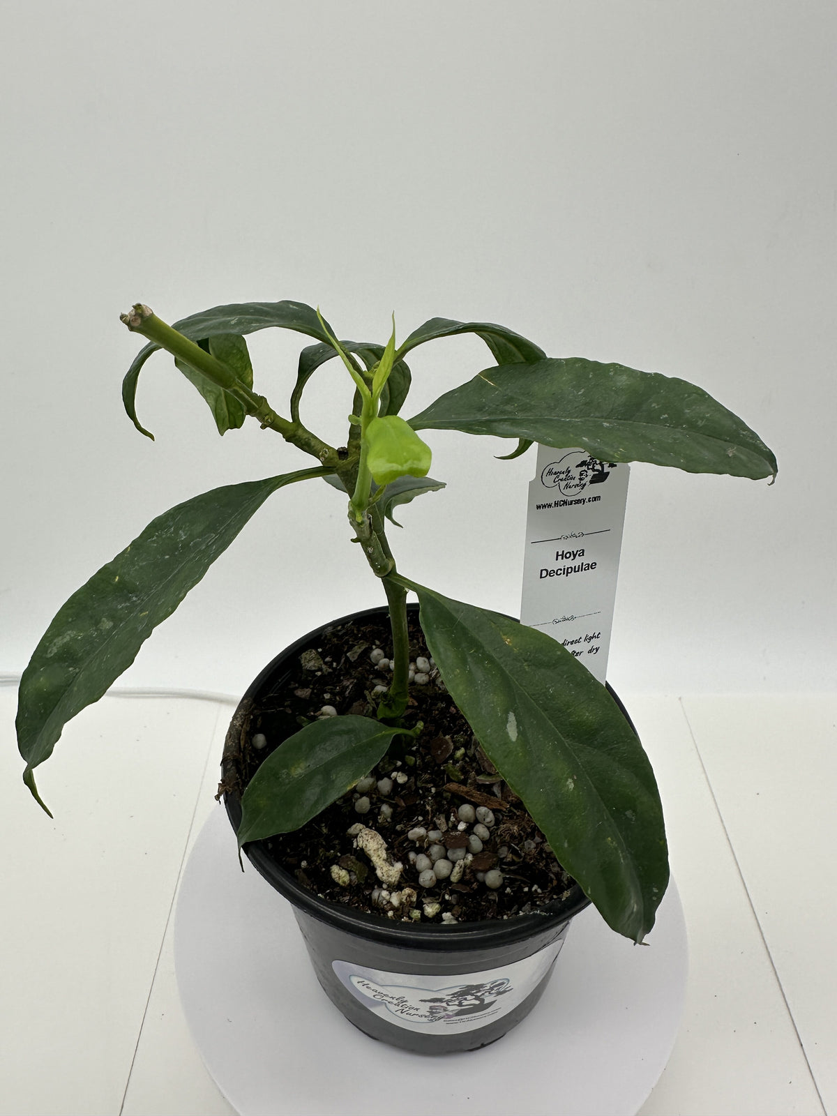 Decipulae - Live Hoya 4" Very Rare