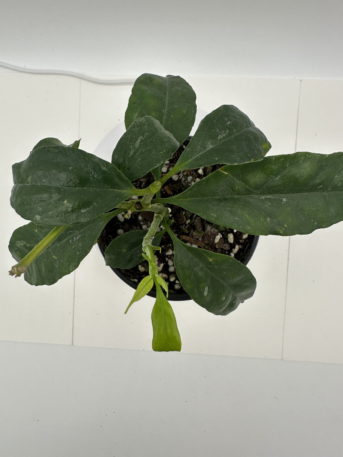 Decipulae - Live Hoya 4" Very Rare