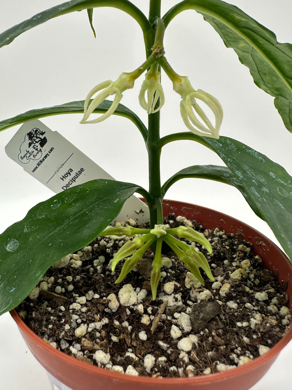 Decipulae - Live Hoya 4" Very Rare