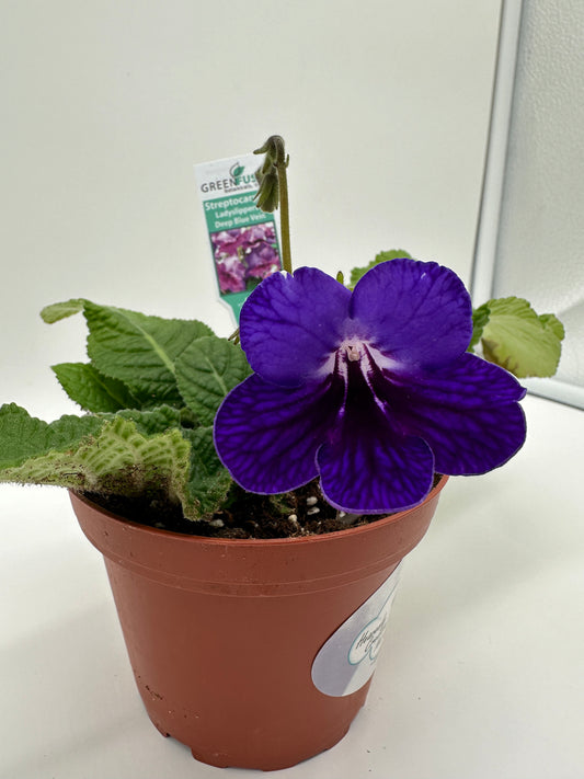 Deep Blue Vein Streptocarpus Ladyslipper (Cape Primrose) Live Plant in 4" nursery pot