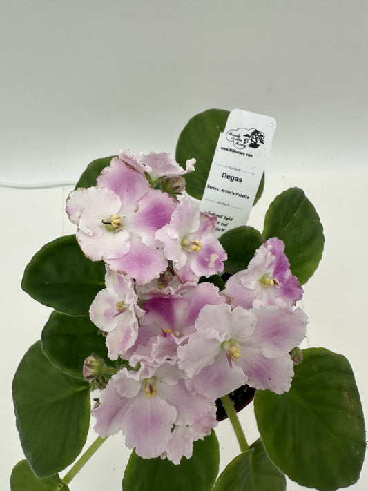 Degas - Live African Violet 4" - Series: Artist's Palette
