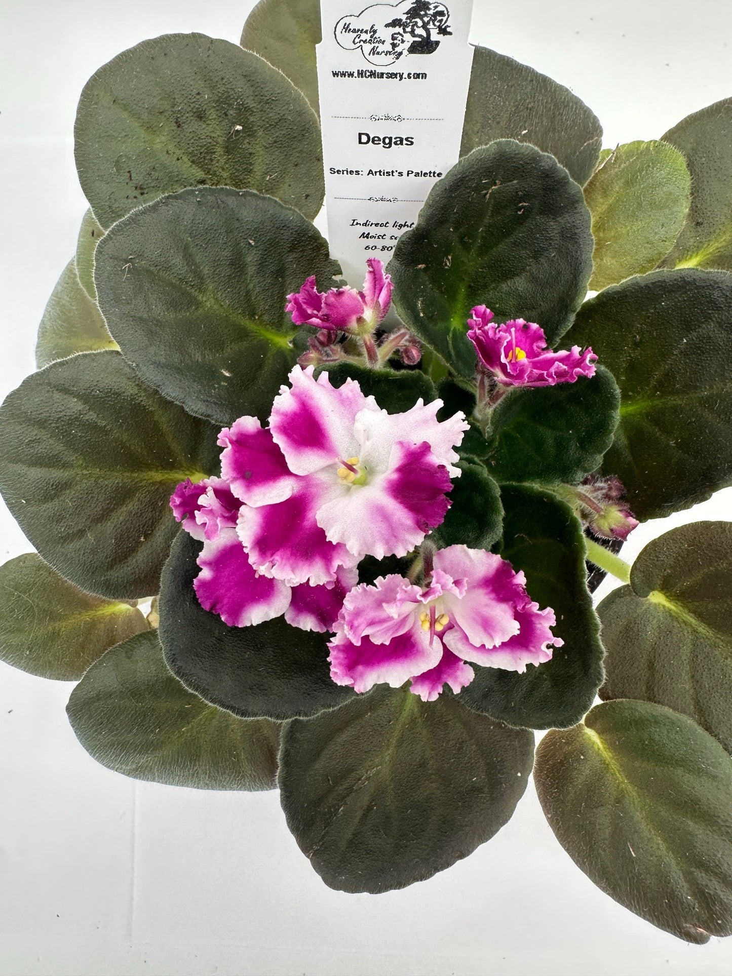 Degas - Live African Violet 4" - Series: Artist's Palette