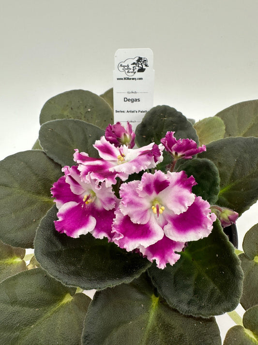 Degas - Live African Violet 4" - Series: Artist's Palette