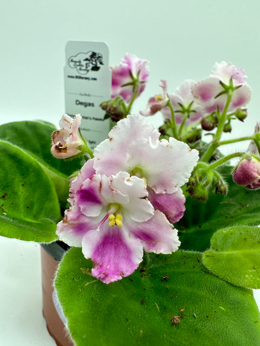 Degas - Live African Violet 4" - Series: Artist's Palette