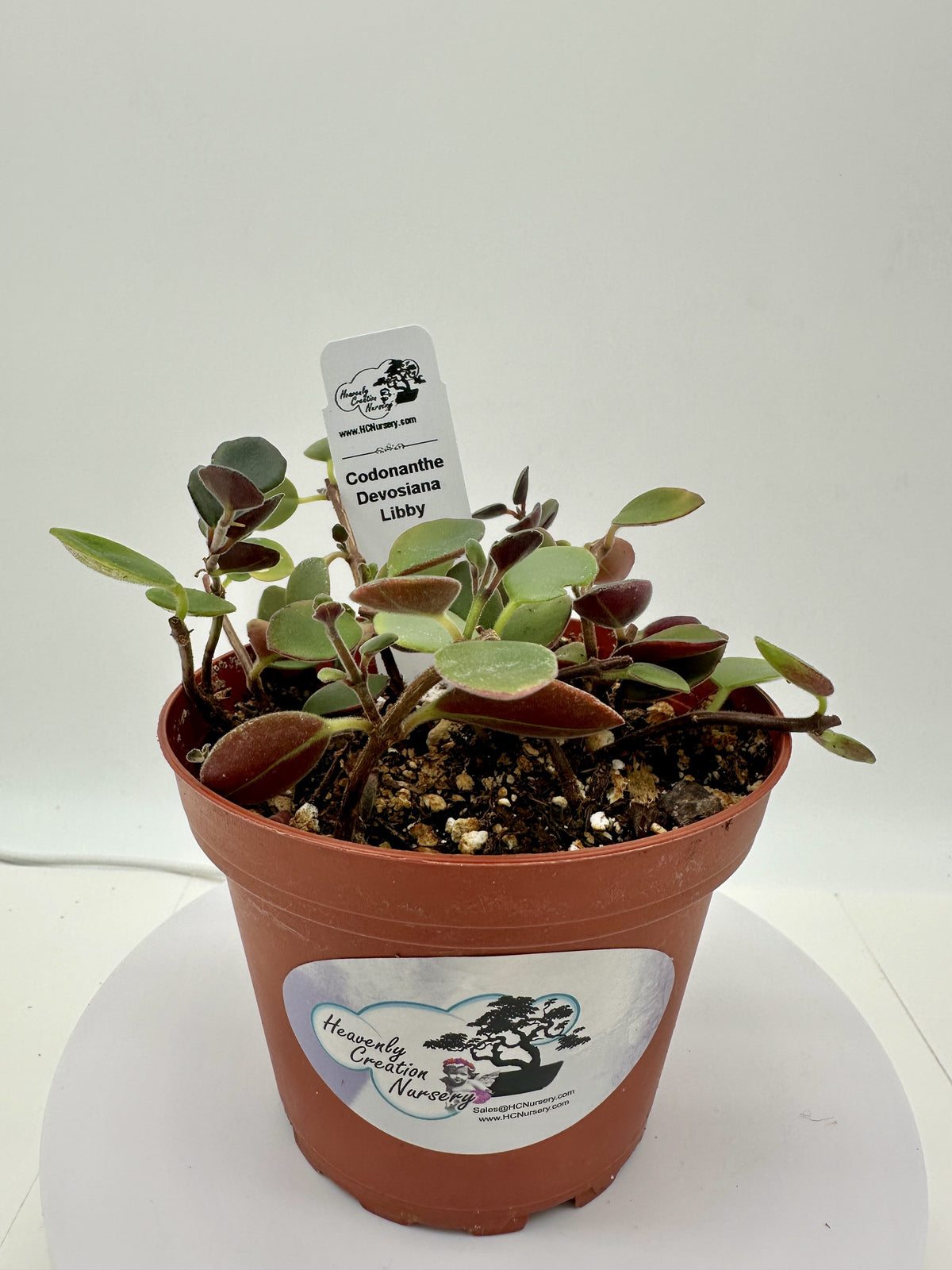 Devosiana Libby - Live Codonanthe 4"