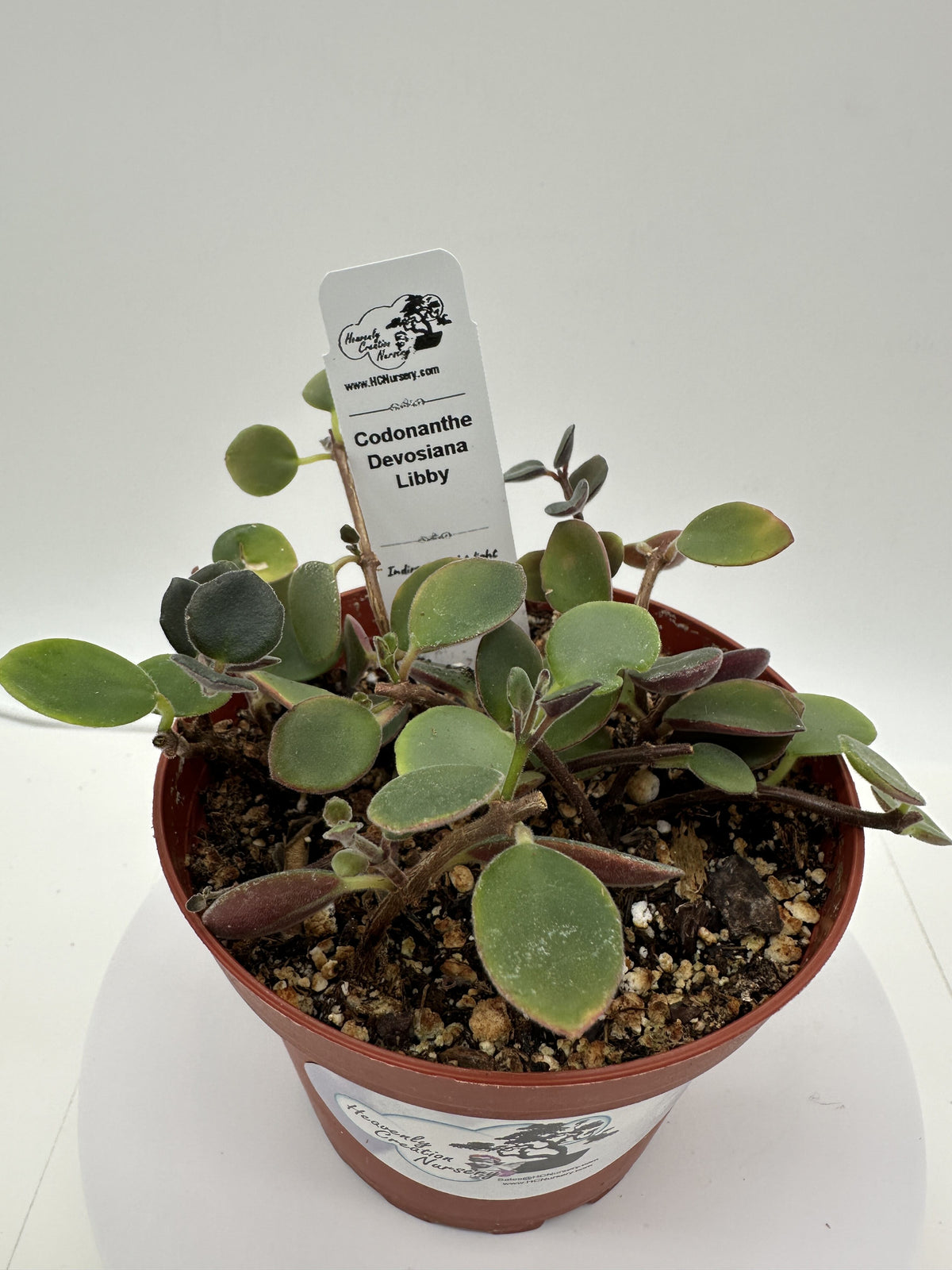 Devosiana Libby - Live Codonanthe 4"