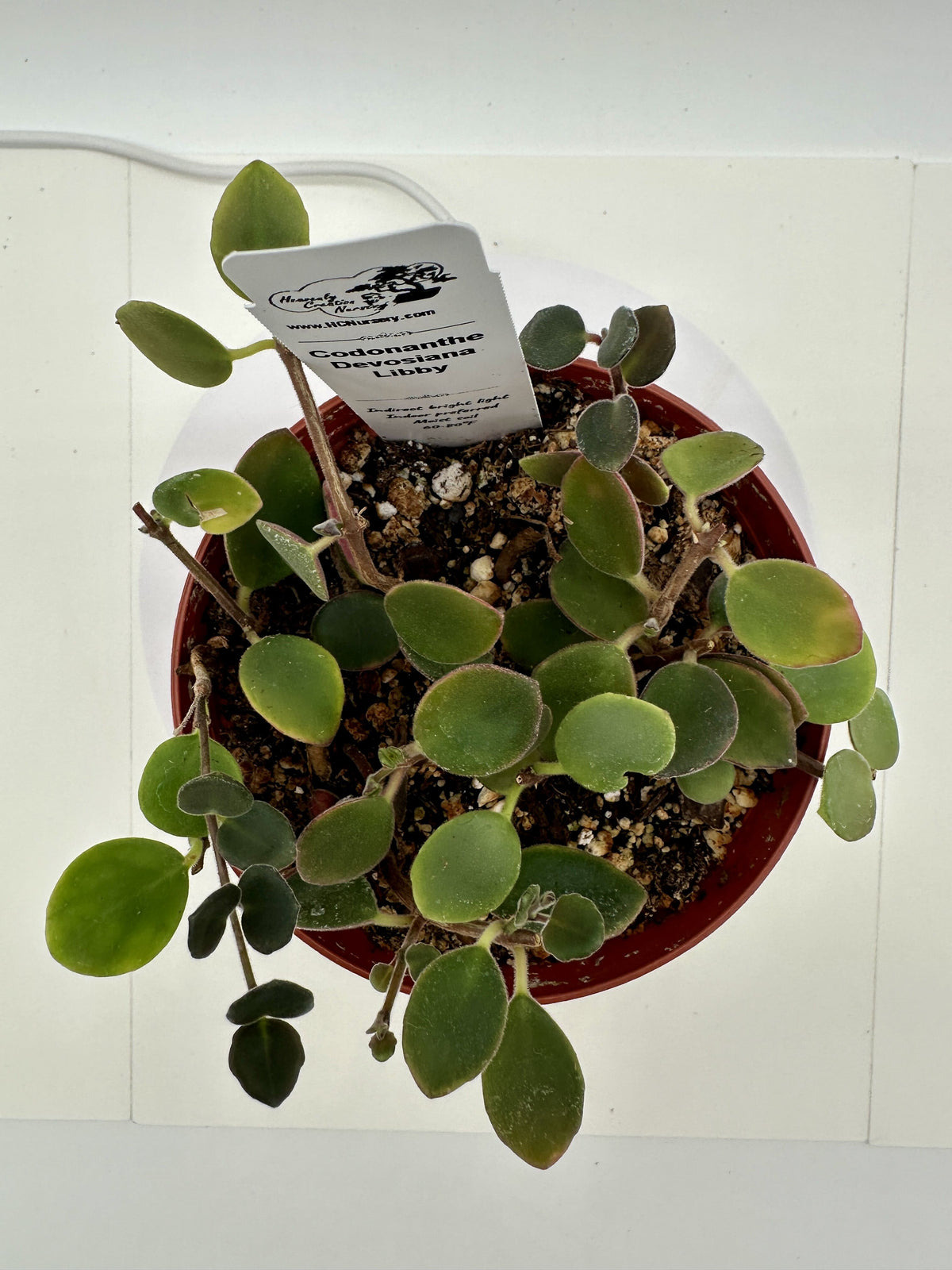 Devosiana Libby - Live Codonanthe 4"