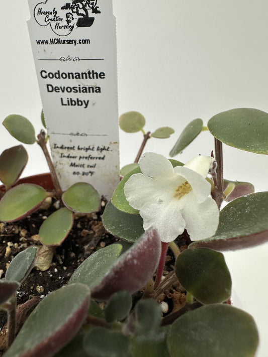 Devosiana Libby - Live Codonanthe 4"