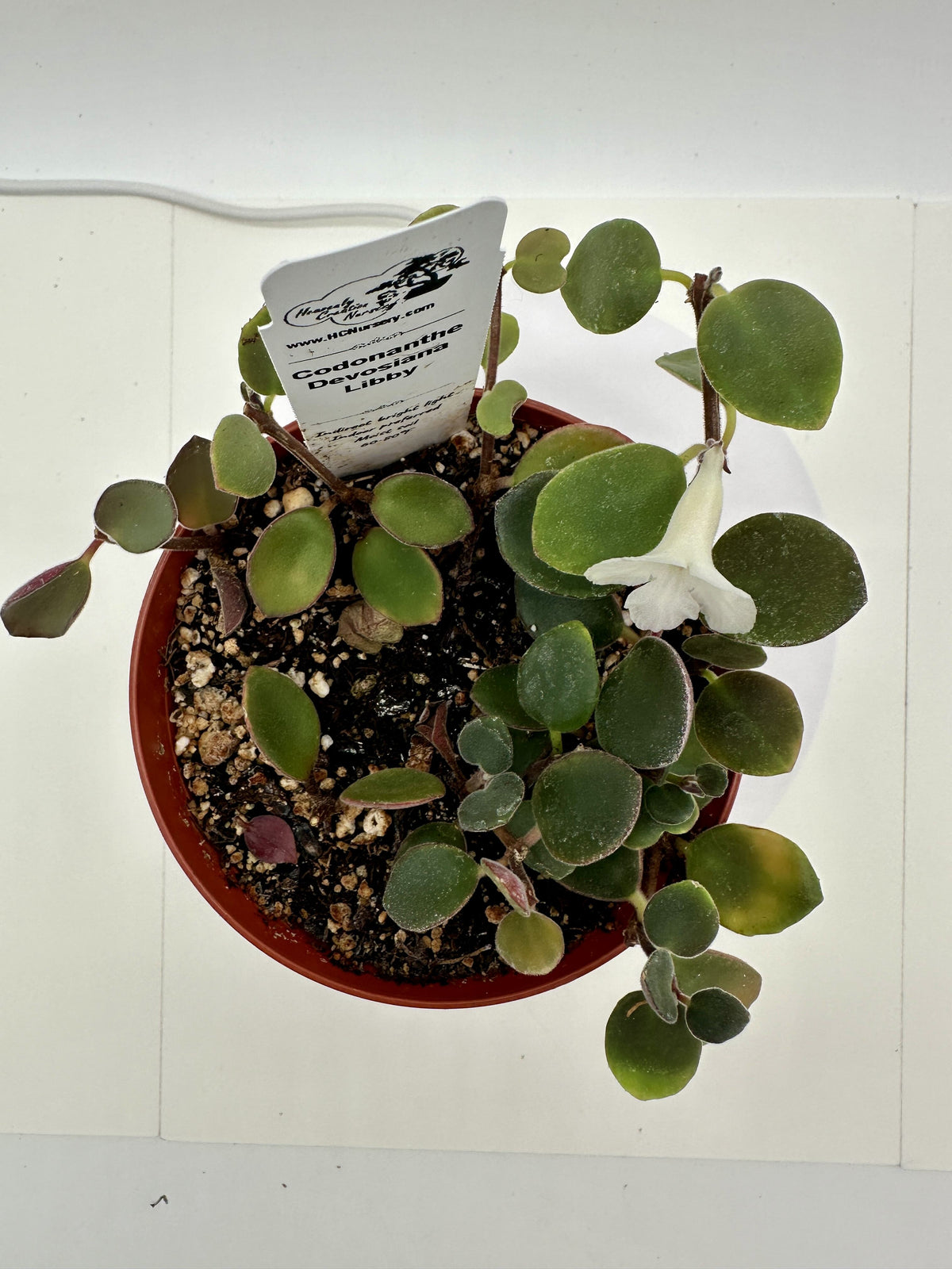 Devosiana Libby - Live Codonanthe 4"