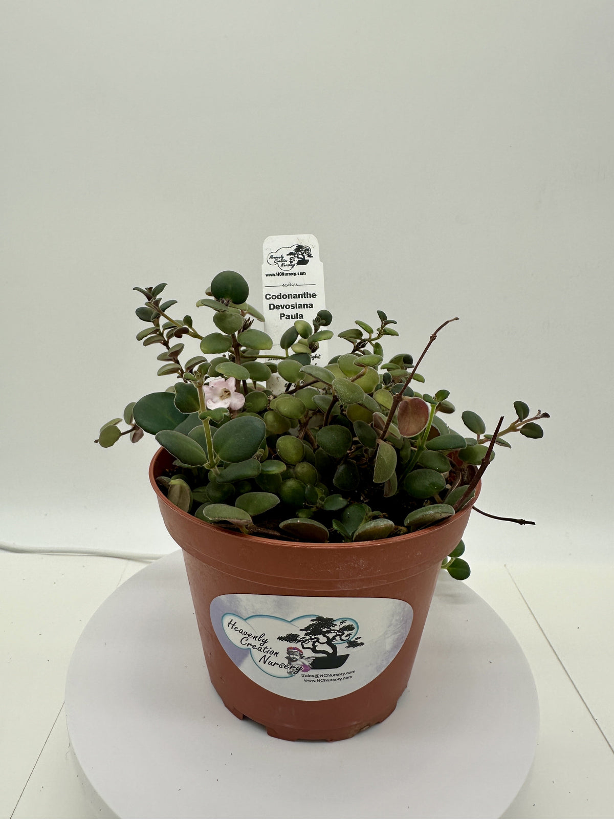 Devosiana Paula - Live Codonanthe 4"