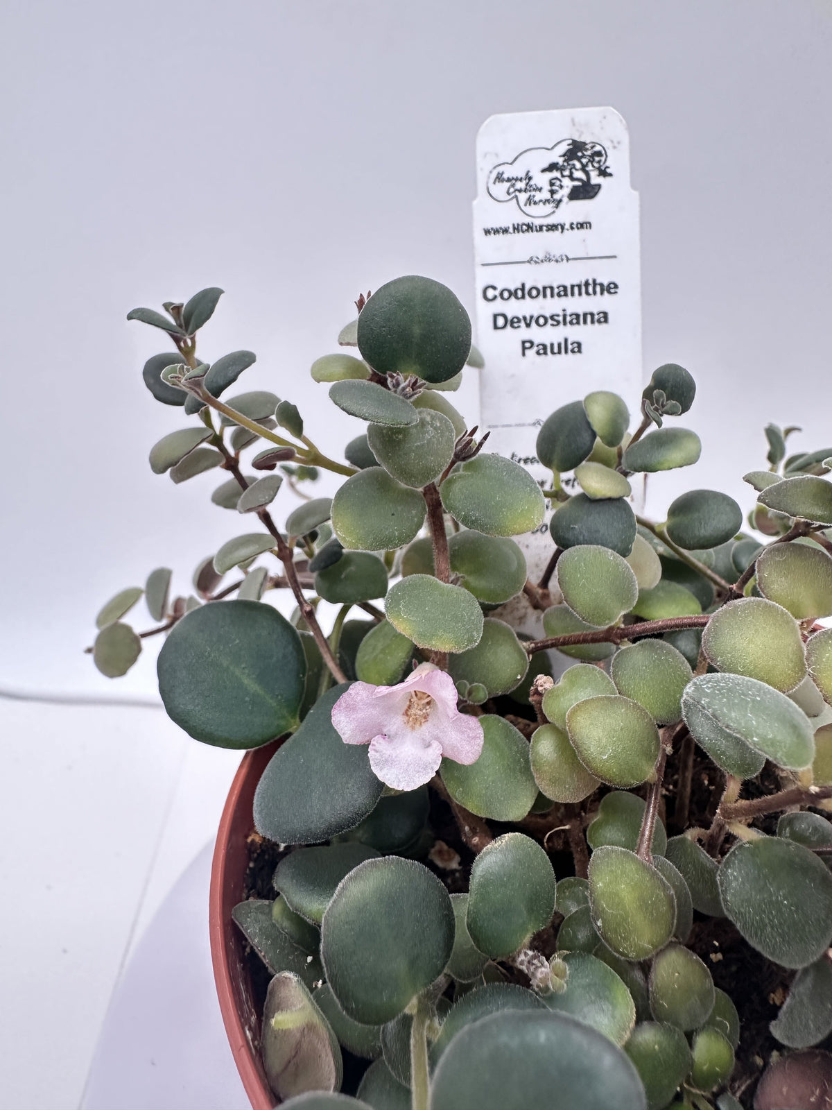 Devosiana Paula - Live Codonanthe 4"