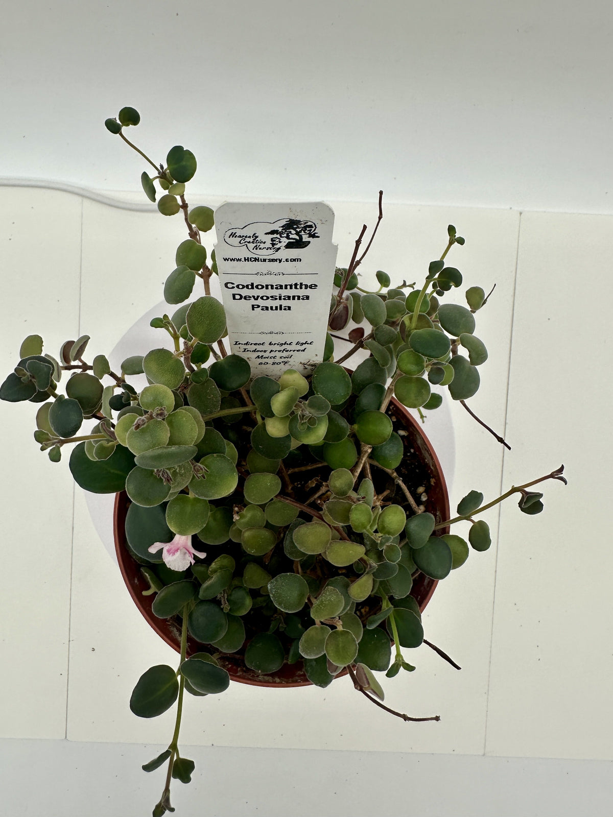 Devosiana Paula - Live Codonanthe 4"