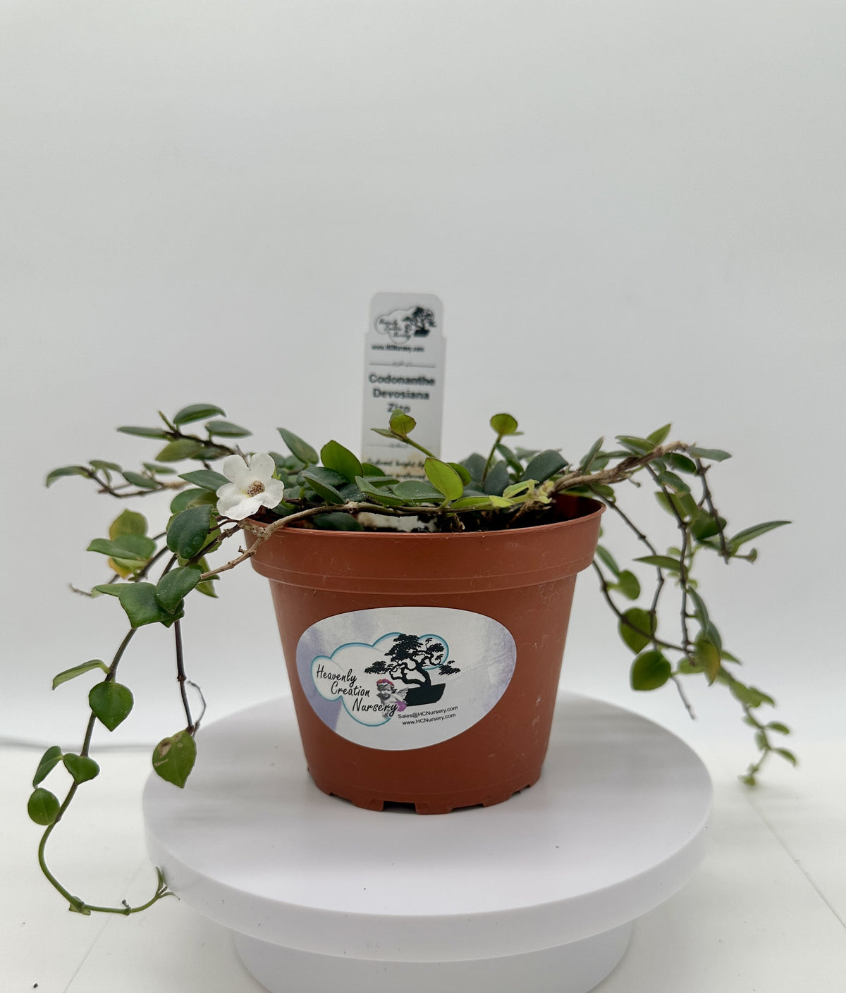 Devosiana Zizo - Live Codonanthe 4"