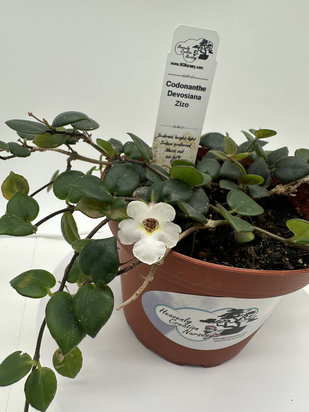 Devosiana Zizo - Live Codonanthe 4"
