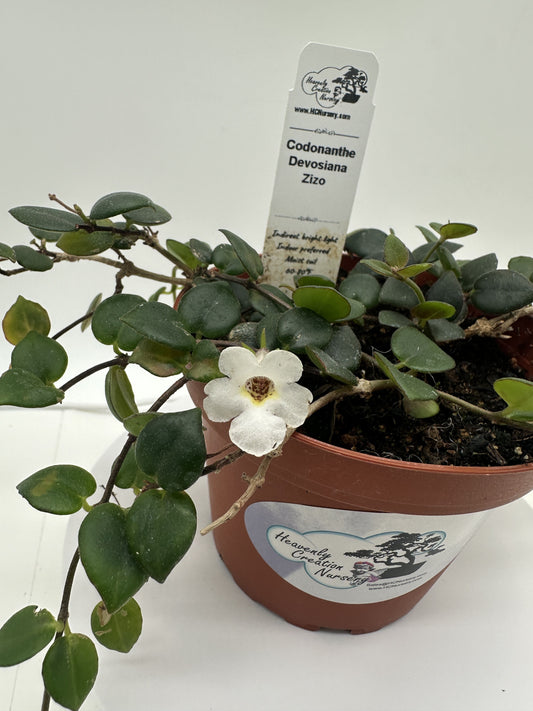 Devosiana Zizo - Live Codonanthe 4"