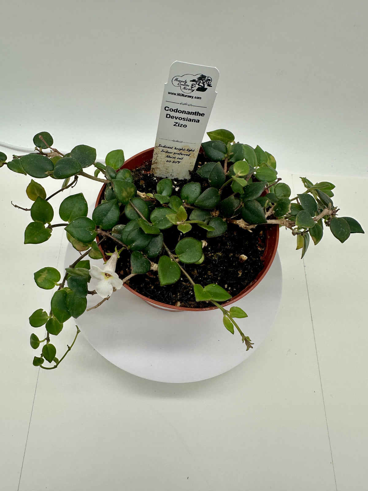 Devosiana Zizo - Live Codonanthe 4"