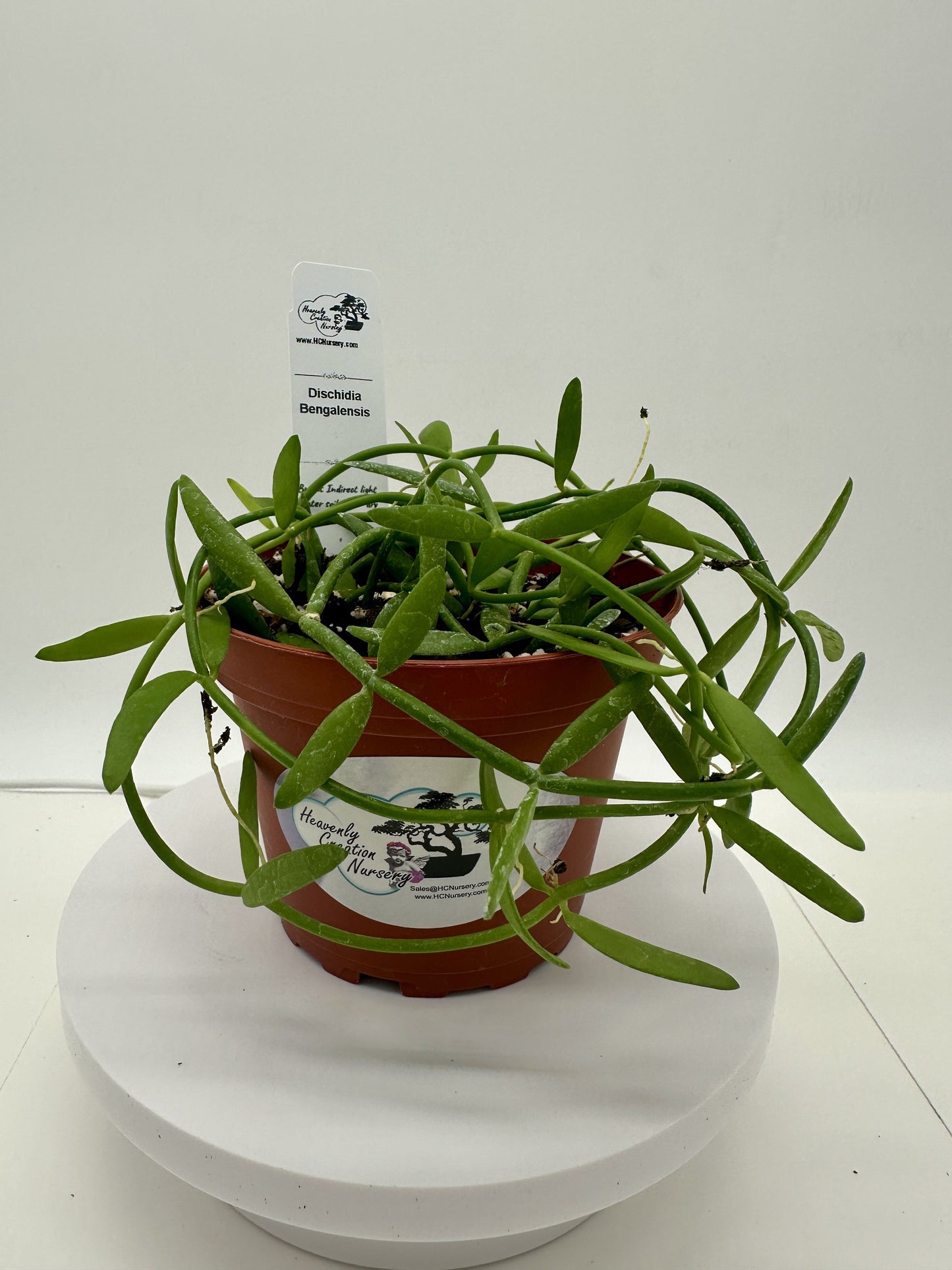 Bengalensis - Live Dischidia 4"
