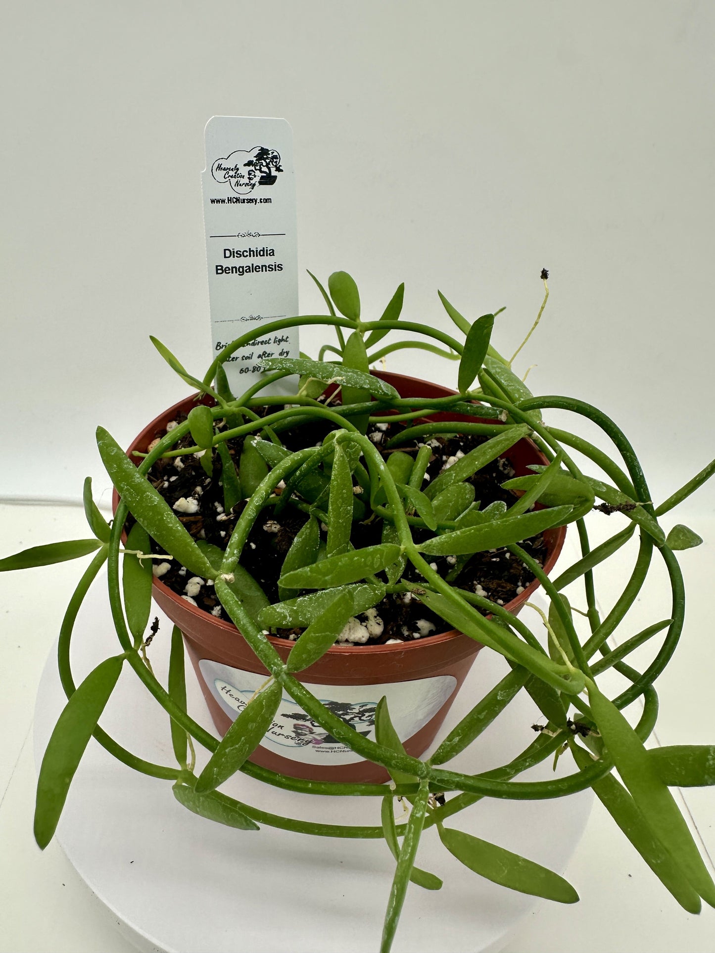 Bengalensis - Live Dischidia 4"