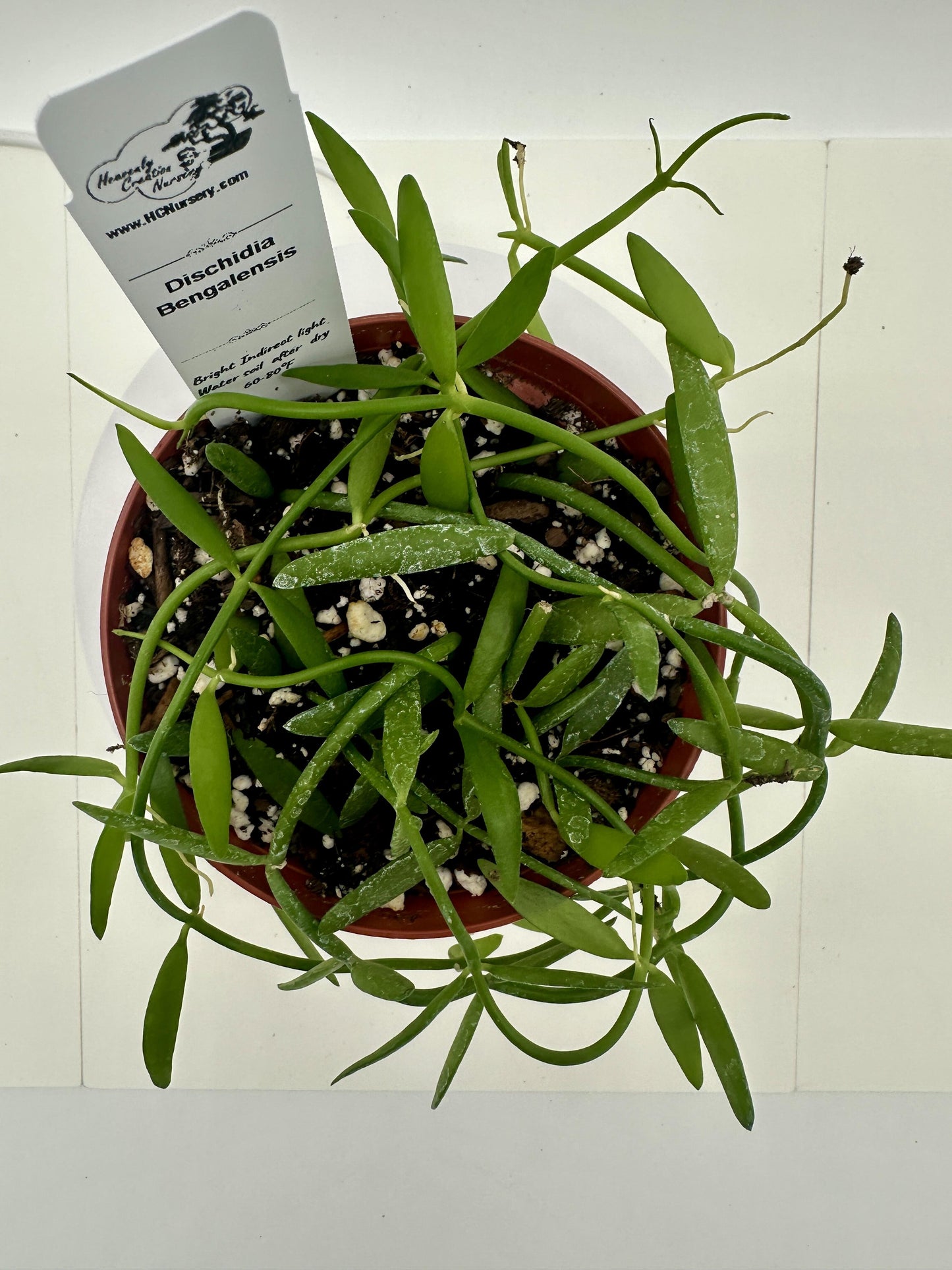 Bengalensis - Live Dischidia 4"
