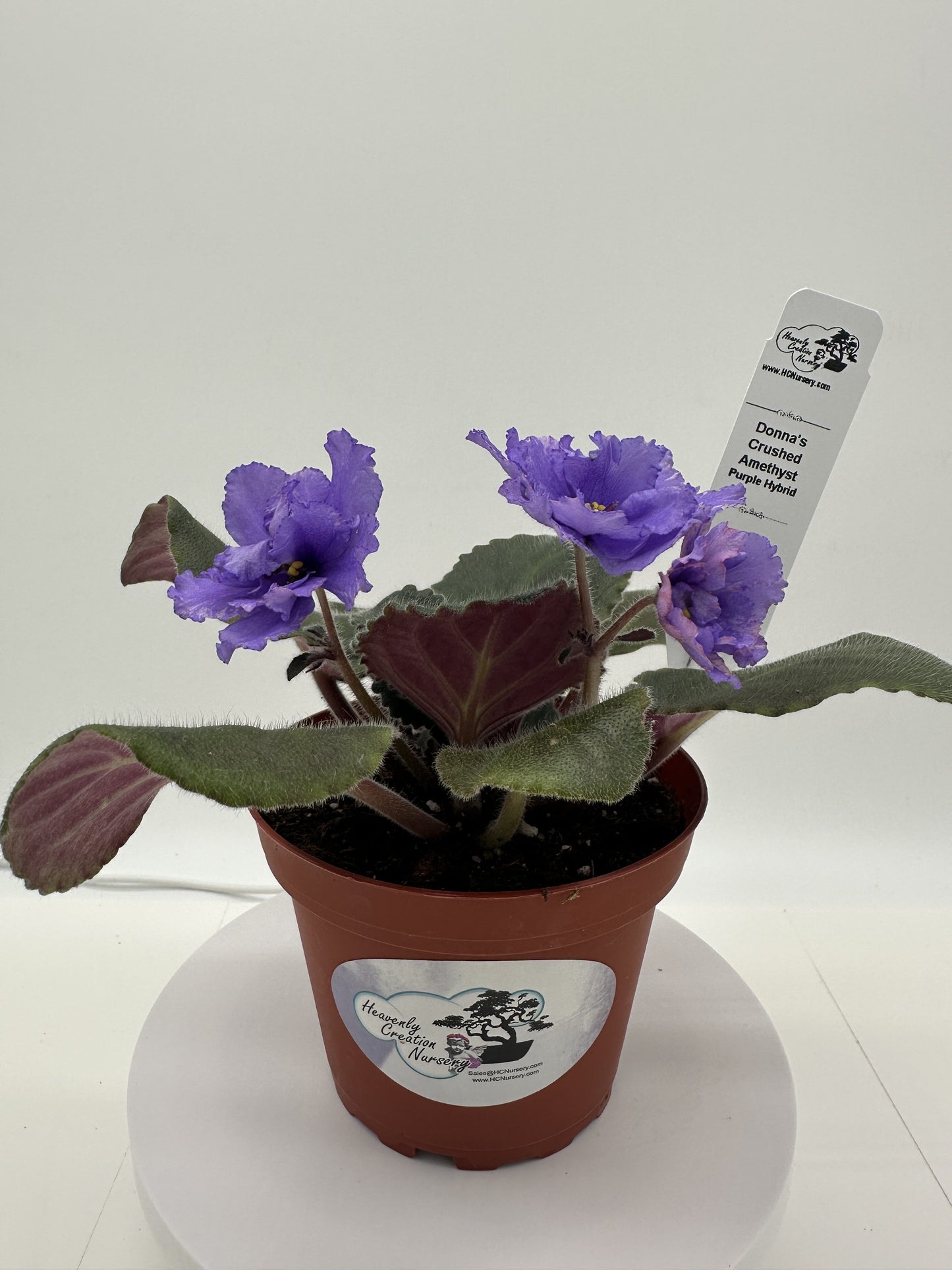 Donna's Crushed Amethyst - Purple Hybrid - Live African Violet 4"