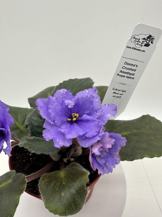 Donna's Crushed Amethyst - Purple Hybrid - Live African Violet 4"