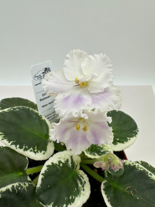 Dress Rehearsal - White Hybrid - Live African Violet 4"