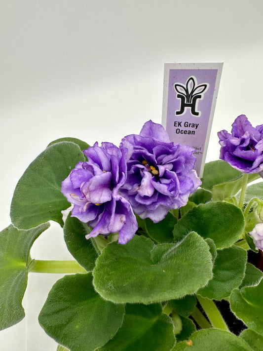 EK Gray Ocean - Live African Violet 4"