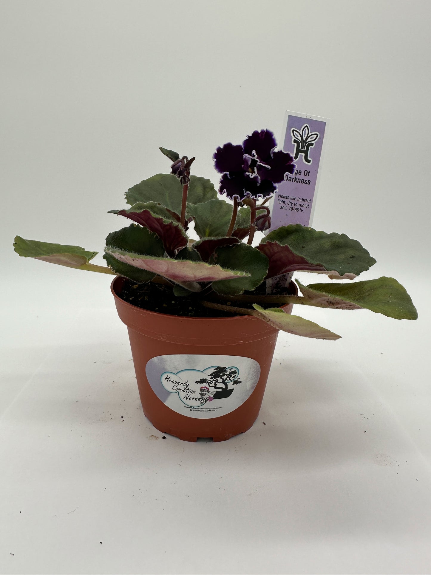 Edge of Darkness - Live African Violet 4"