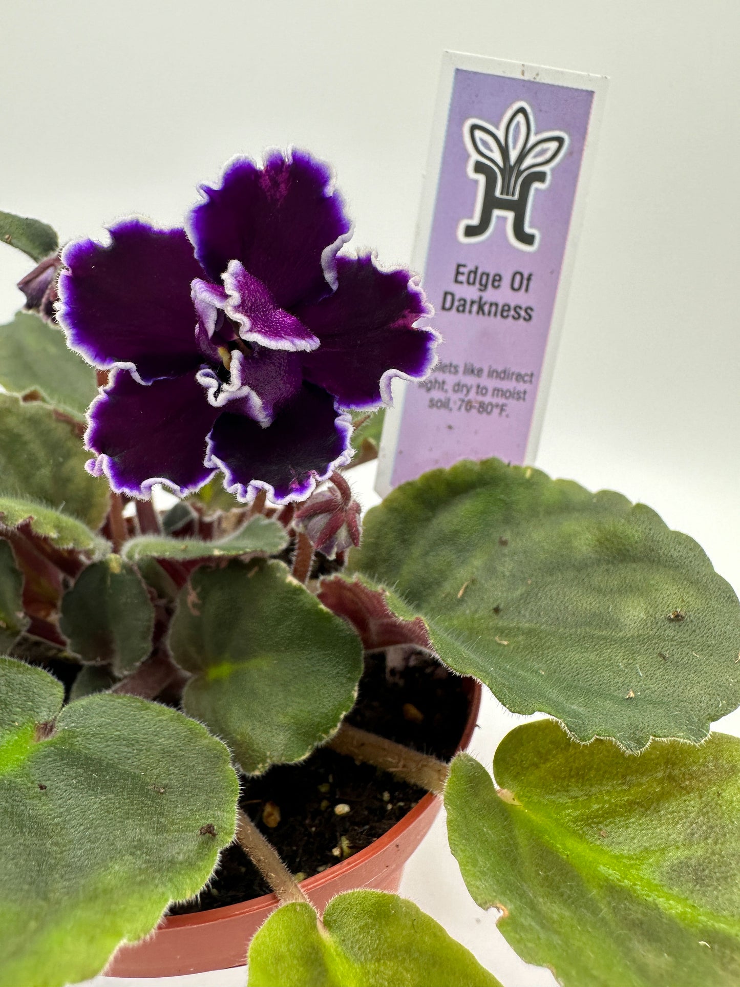 Edge of Darkness - Live African Violet 4"