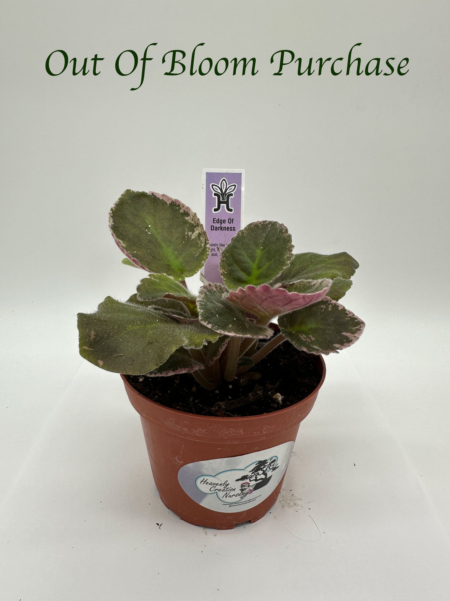 Edge of Darkness - Live African Violet 4"