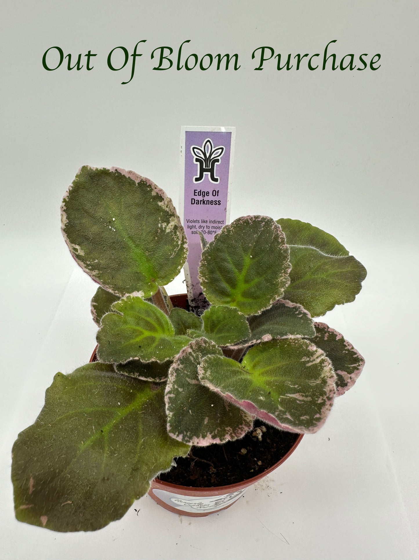 Edge of Darkness - Live African Violet 4"