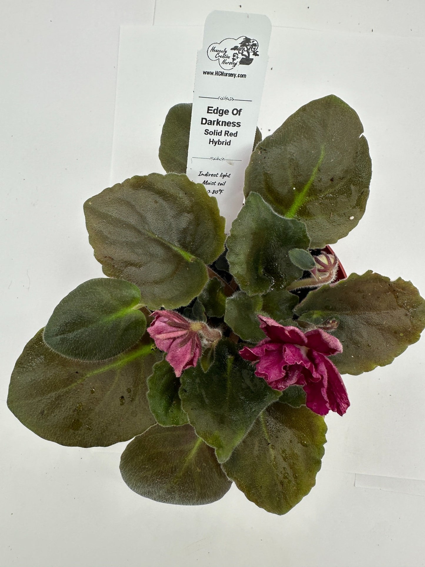 Edge of Darkness - Solid Red Hybrid - Live African Violet 4"