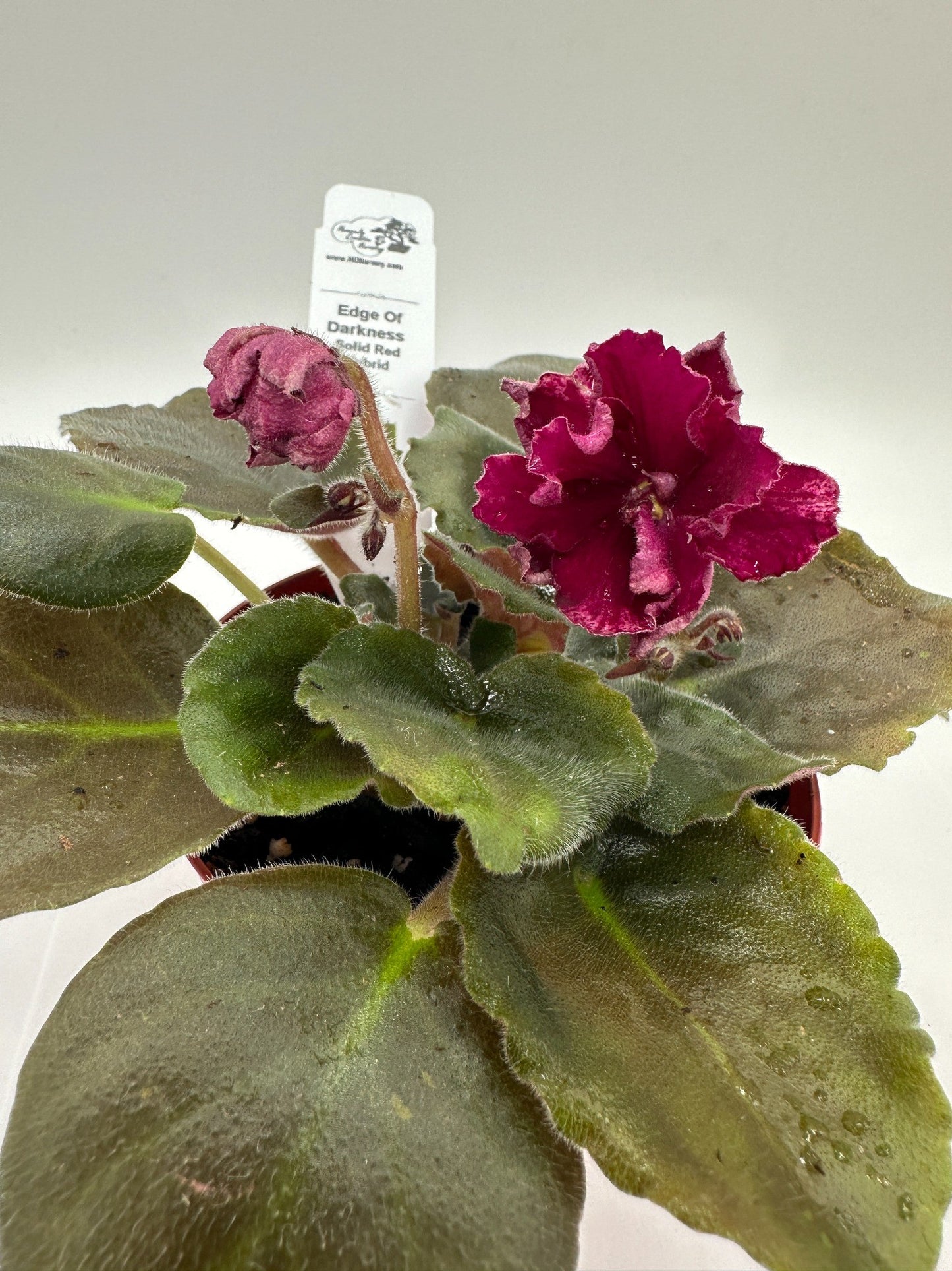 Edge of Darkness - Solid Red Hybrid - Live African Violet 4"
