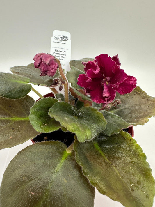 Edge of Darkness - Solid Red Hybrid - Live African Violet 4"