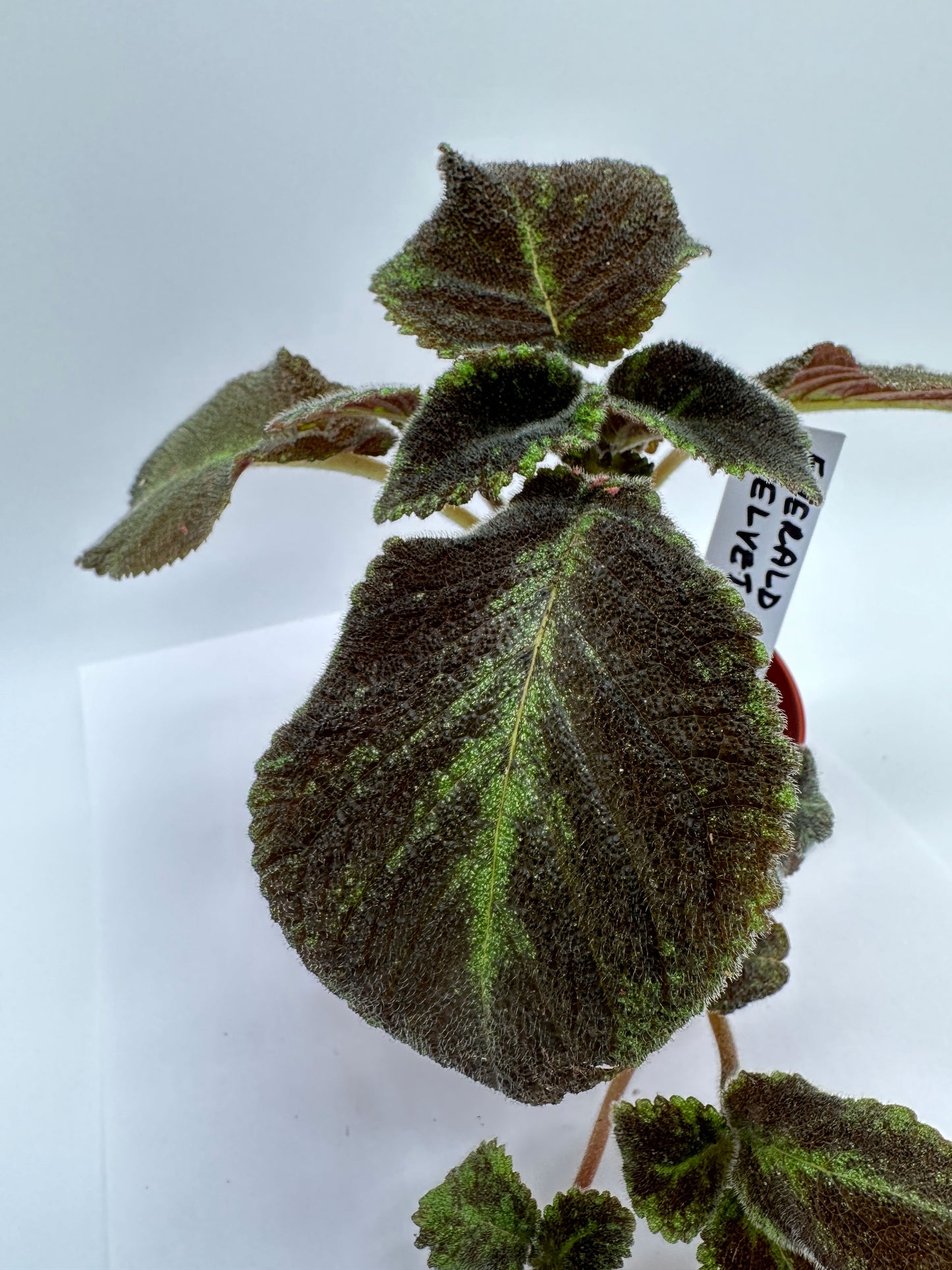 Emerald Velvet - Live Episcia 4"