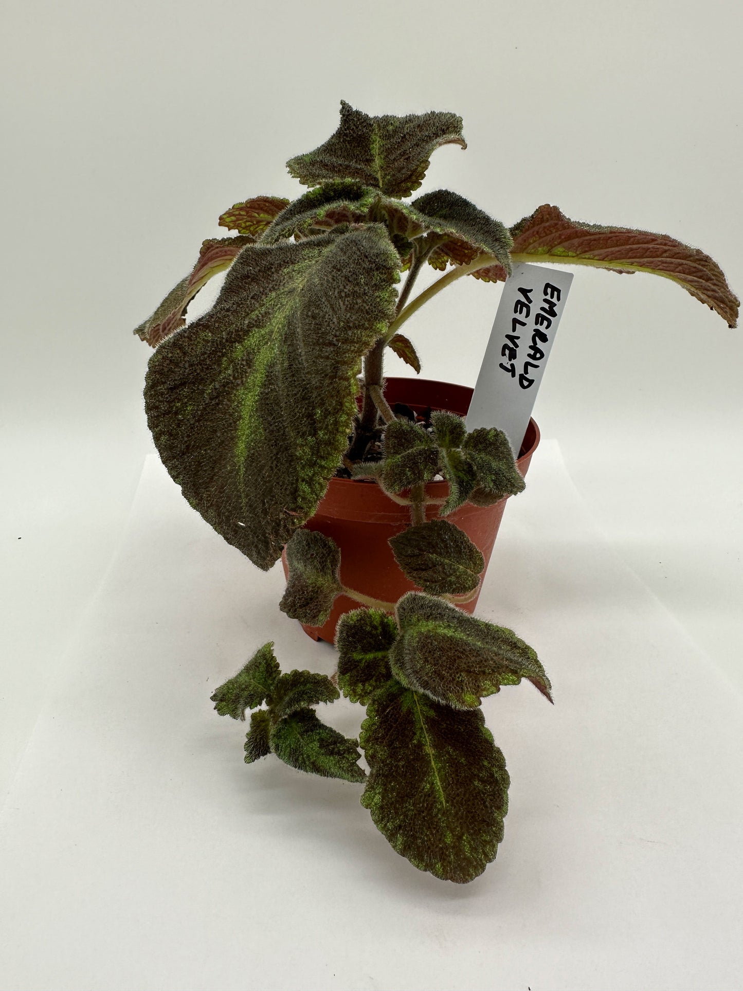 Emerald Velvet - Live Episcia 4"