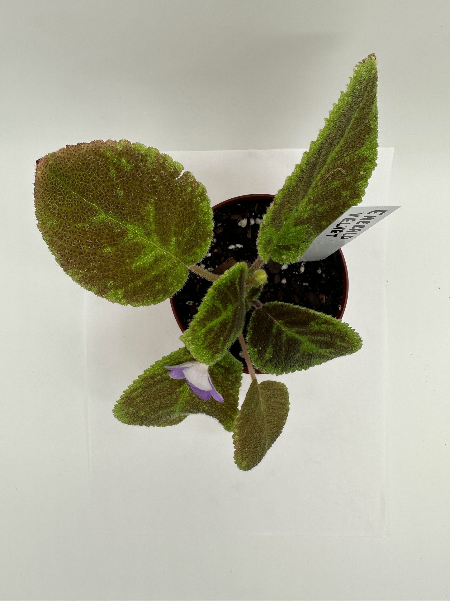 Emerald Velvet - Live Episcia 4"