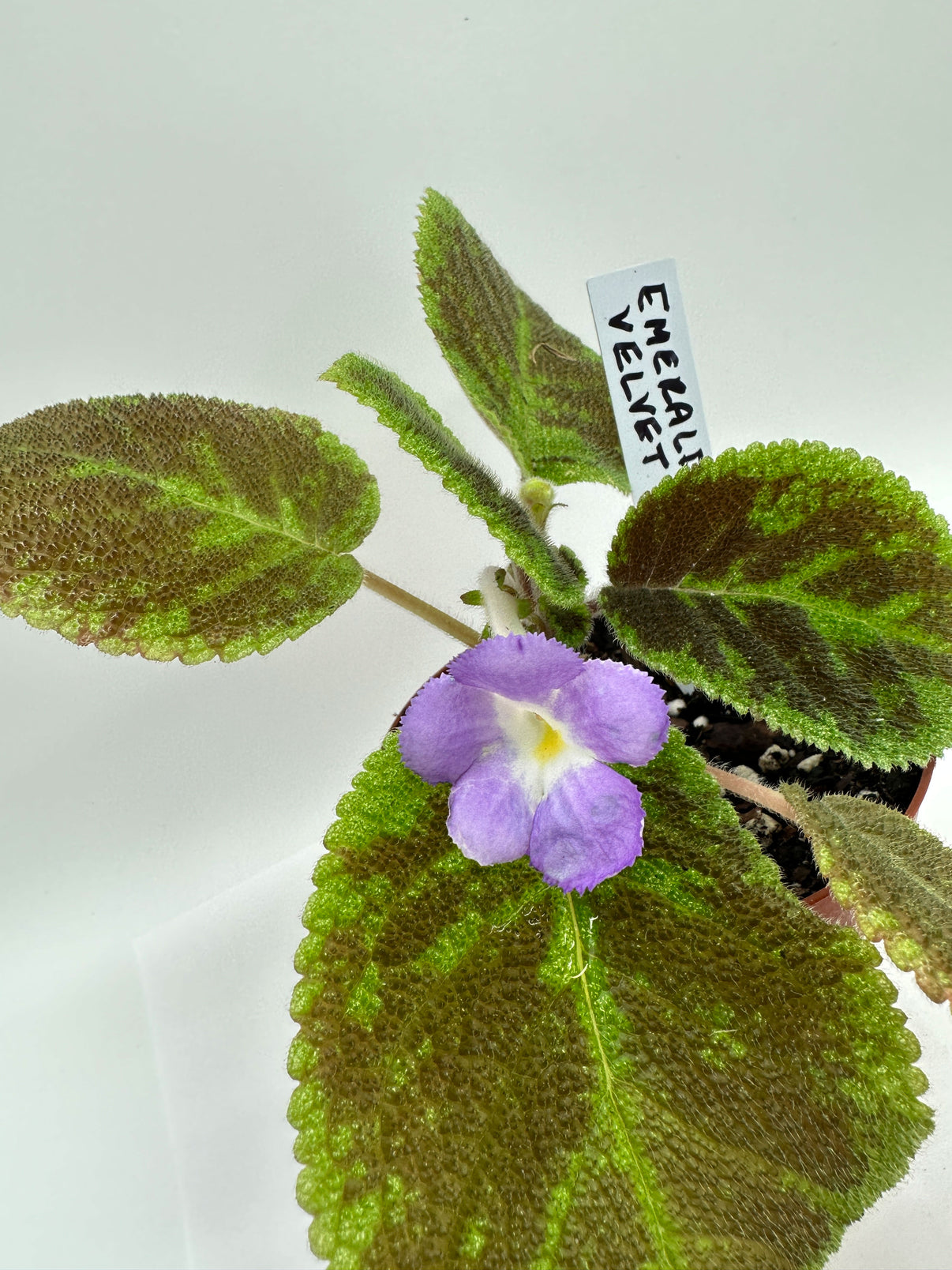 Emerald Velvet - Live Episcia 4" – Heavenly Creation Nursery