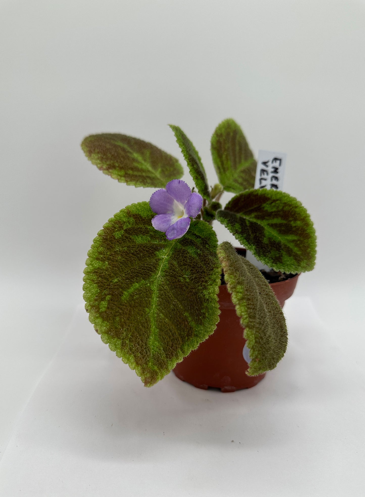 Emerald Velvet - Live Episcia 4"