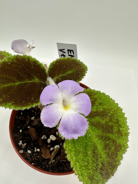 Emerald Velvet - Live Episcia 4"