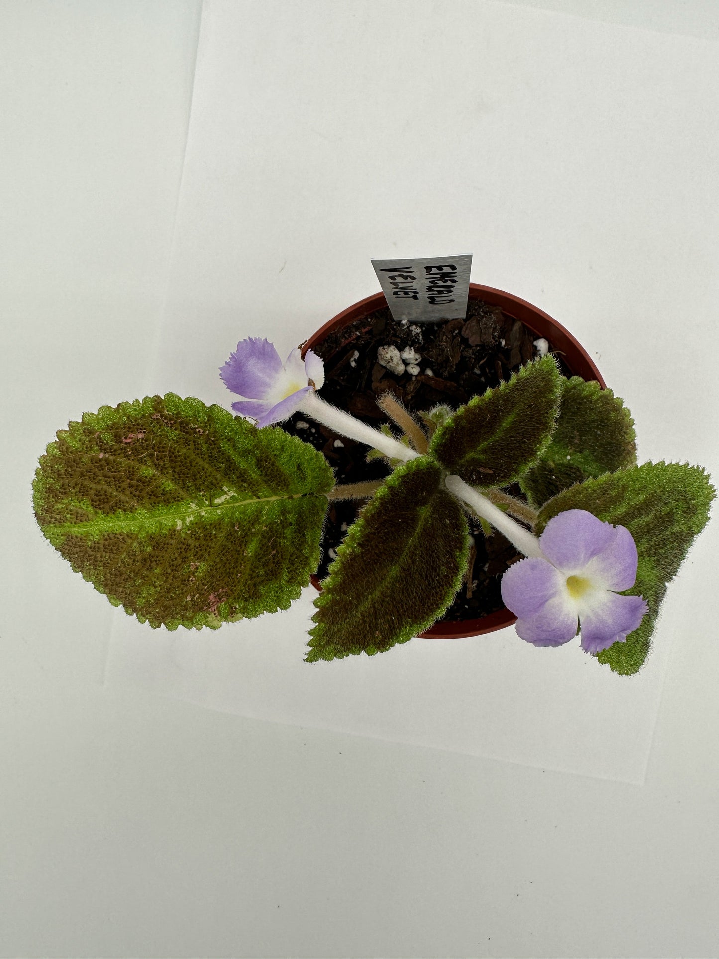 Emerald Velvet - Live Episcia 4"